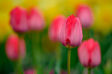 red tulips in the garden