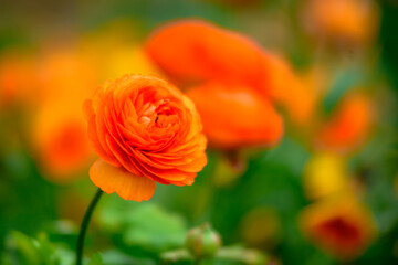 orange roses in garden