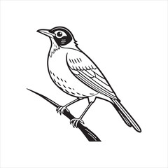 american robin silhouette black vector