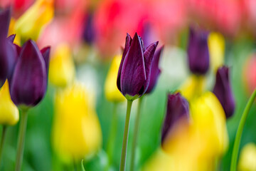 colorful tulips in the garden