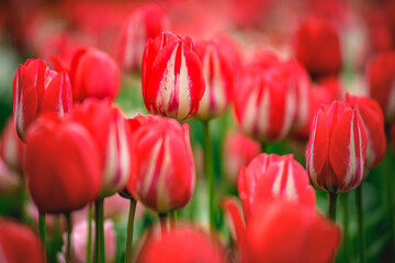 red and white tulips