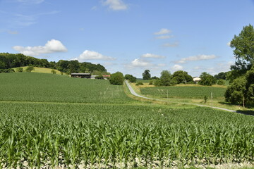 Cumulus de beau temps sur les collines et champs de maïs près du bourg de Vendoire au Périgord Vert  © Photocolorsteph