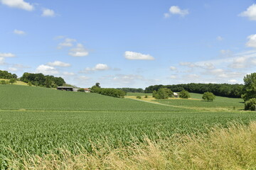 Cumulus de beau temps sur les collines et champs de maïs près du bourg de Vendoire au Périgord Vert  © Photocolorsteph