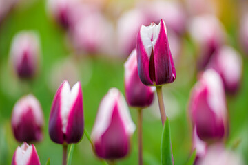 pink tulip flowers