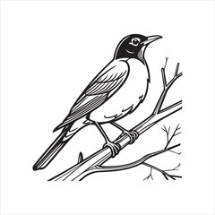 Obraz premium american robin silhouette black vector