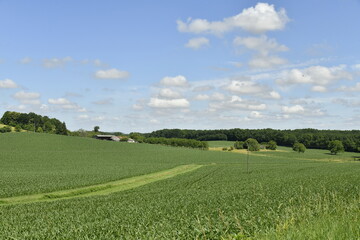 Cumulus de beau temps sur les collines et champs de maïs près du bourg de Vendoire au Périgord Vert 
