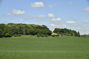 Cumulus de beau temps sur les collines et champs de maïs près du bourg de Vendoire au Périgord Vert 