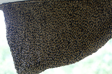 Bees sit on honeycombs with honey in a bee frame in a beehive close-up. Beekeeping, sealing honeycombs with wax  near sundarban,bangladesh