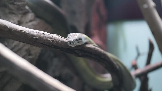 Footage of Papuan pyton on tree branches