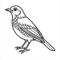 Obraz premium american robin silhouette black vector