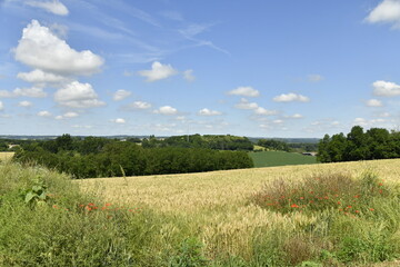Champ de blé en partie endommagé sous des cumulus de beau temps près du bourg de Champagne au Périgord Vert  © Photocolorsteph