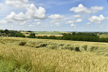 Champ de blé en partie endommagé sous des cumulus de beau temps près du bourg de Champagne au Périgord Vert  © Photocolorsteph