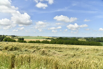 Champ de blé en partie endommagé sous des cumulus de beau temps près du bourg de Champagne au Périgord Vert  © Photocolorsteph