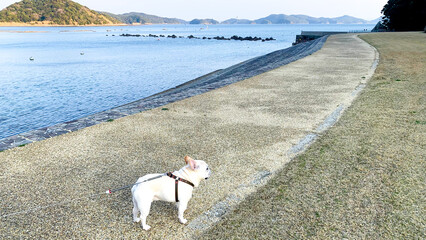 Obraz premium 魚見崎海岸を歩くフレンチブルドッグ