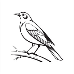 Fototapeta premium american robin silhouette black vector
