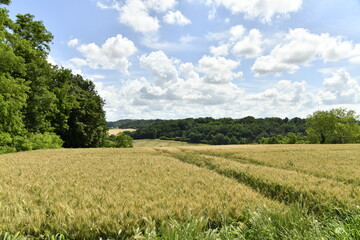 Champ de blé en partie endommagé sous des cumulus de beau temps près du bourg de Champagne au...