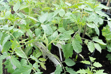 Seedling growing boxes with seedlings on the windowsill