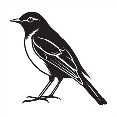 Obraz premium american robin silhouette black vector