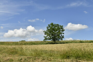 Obraz premium L'arbre isolé sous un ciel bleu près du bourg de Champagne au Périgord Vert 