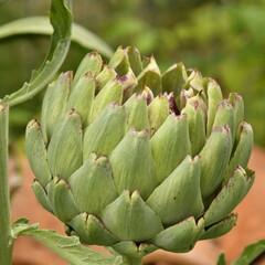 Artichaut typique de Bretagne dans l'un des potagers au bourg de Champagne au Périgord Vert