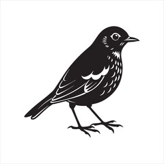 Obraz premium american robin silhouette black vector