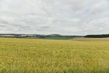 Ciel gris sur un champ de blé près de Villebois-Lavalette en Charente 
