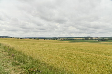 Ciel gris sur un champ de blé près de Villebois-Lavalette en Charente 