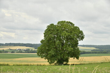 Arbre isolé en plein champs sous un ciel gris près du bourg de Champagne au Périgord Vert  © Photocolorsteph