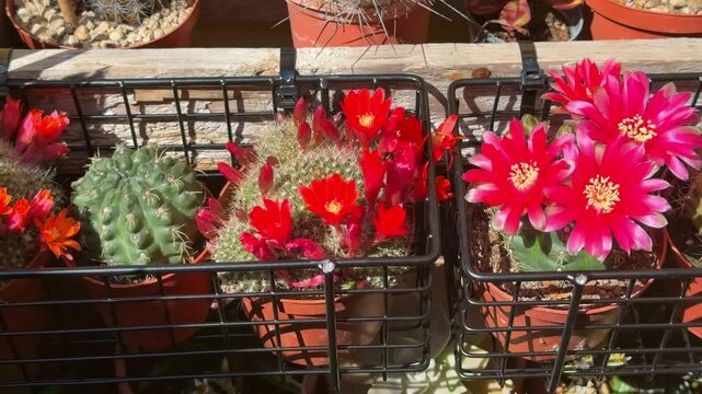 fiori di piante di cactus, flowers of cactus plants