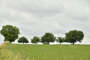 Arbre isolé en plein champs sous un ciel gris près du bourg de Champagne au Périgord Vert  © Photocolorsteph