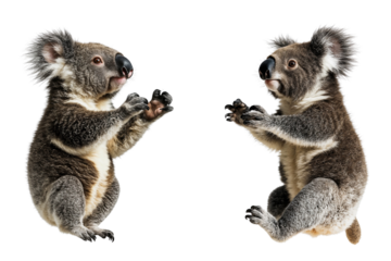 Two adorable koalas face each other in a playful stance, isolated on white background