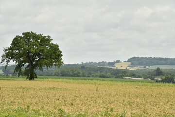 Arbre isolé en plein champs sous un ciel gris près du bourg de Champagne au Périgord Vert  © Photocolorsteph