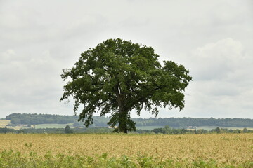 Arbre isolé en plein champs sous un ciel gris près du bourg de Champagne au Périgord Vert  © Photocolorsteph