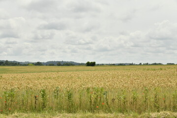 Ciel gris au dessus d'un champ de blé près du bourg de Vendoire au Périgord Vert  © Photocolorsteph