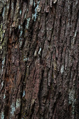 Obraz premium bark of a tree