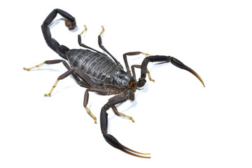 Closeup of the Black Deathstalker scorpion Leiurus nigellus, a remarkable new buthid species from Saudi Arabia, photographed on white background.