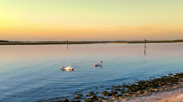 Two swans foraging for food in the lagoon in Bibione Pineda