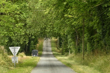 Route de campagne s'enfonçant dans la forêt près du bourg de Champagne au Périgord Vert 