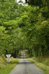 Route s'enfonçant dans un tunnel de verdure près du bourg de Champagne au Périgord Vert 