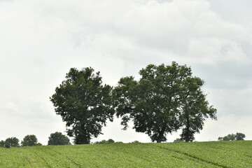Arbres isolés sous un ciel nuageux près du bourg de Champagne au Périgord Vert 