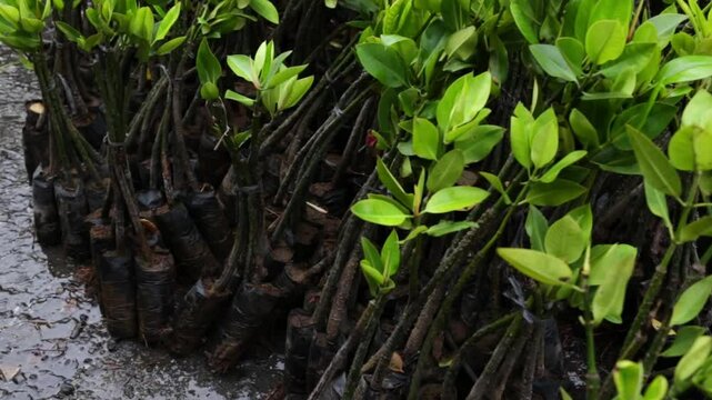 Mangrove seedlings for planting in the ground