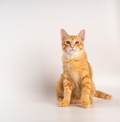 Ginger Cat, A cute orange tabby cat sitting in a neutral setting, looking directly at the camera...