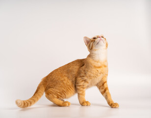 Ginger Cat, A curious cat looking upward against a plain background, showcasing its playful and...
