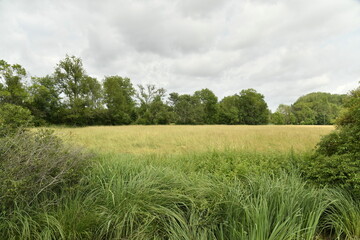 Champ de blé sous un ciel nuageux près du bourg de Champagne au Périgord Vert  © Photocolorsteph