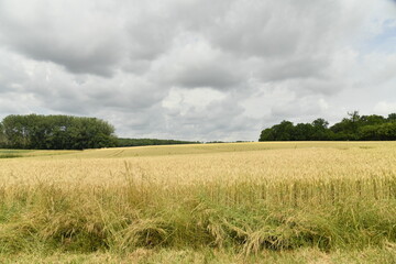 Champ de blé sous un ciel nuageux près du bourg de Champagne au Périgord Vert  © Photocolorsteph