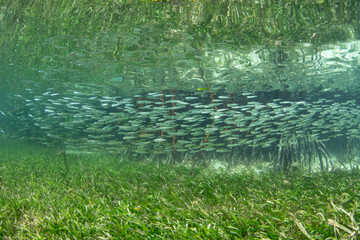 A school of silversides swims over seagrass on the edge of a mangrove forest in Halmahera, Indonesia. Seagrass beds and mangroves offer food and shelter for many juvenile fish and invertebrates. © ead72