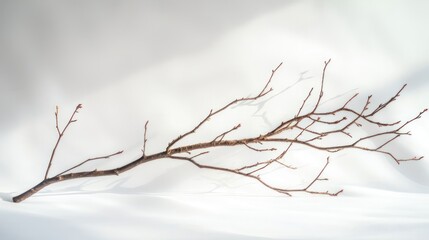 Simple rustic branch, no leaves, bright white backdrop, balanced lighting