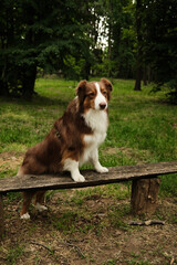 Brown Australian Shepherd with paws on a rustic bench in a forest park, looking alert and confident in a natural, peaceful setting. Aussie red tricolor in summer park.