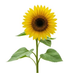 Single Blooming Sunflower Isolated on White
