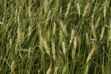 Épis de blé dans un champ près du bourg de Champagne au Périgord Vert 